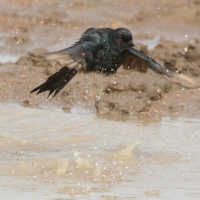 Dziwogon żałobny - Dicrurus adsimilis - Fork-tailed Drongo