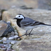 Pliszka siwa - Motacilla alba - White Wagtail