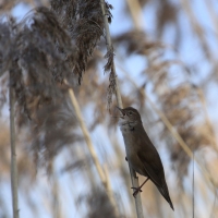 Brzęczka - Locustella luscinioides - Savi's Warbler