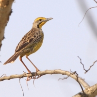 Szponnik żółtogardły - Macronyx croceus - Yellow-throated Longclaw
