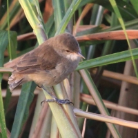 Trzcinniczek tęposkrzydły - Acrocephalus baeticatus - African Reed Warbler