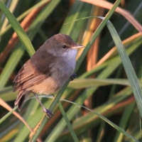 Trzcinniczek tęposkrzydły - Acrocephalus baeticatus - African Reed Warbler