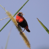 Wikłacz ognisty - Euplectes orix - Southern Red Bishop
