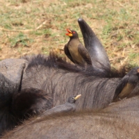 Bąkojad żółtodzioby - Buphagus africanus - Yellow-billed Oxpecker