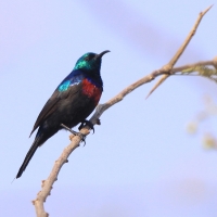 Nektarnik ozdobny - Cinnyris erythrocercus - Red-chested Sunbird