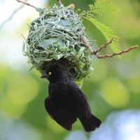 Wikłacz czarny - Ploceus nigerrimus - Vieillot's Weaver