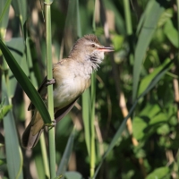 Trzciniak - Acrocephalus arundinaceus - Great Reed-Warbler