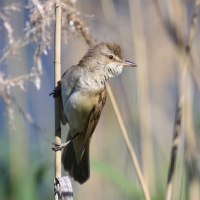 Trzciniak - Acrocephalus arundinaceus - Great Reed-Warbler
