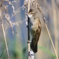 Trzciniak - Acrocephalus arundinaceus - Great Reed-Warbler