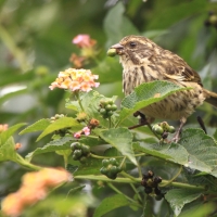 Afrokulczyk kreskowany - Crithagra striolata - Streaky Seedeater