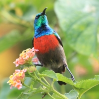 Nektarnik oliwkowobrzuchy - Cinnyris chloropygius - Olive-bellied Sunbird