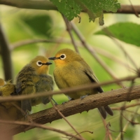 Szlarnik senegalski - Zosterops senegalensis - African Yellow White-eye