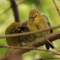 Szlarnik senegalski - Zosterops senegalensis - African Yellow White-eye