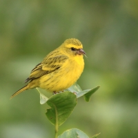 Afrokulczyk diademowy - Crithagra frontalis - Western Citril