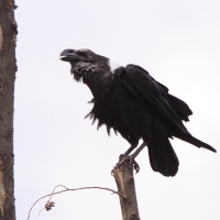 Kruk wielkodzioby - Corvus albicollis - White-necked Raven