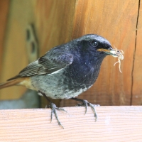 Kopciuszek - Phoenicurus ochruros - Black Redstart