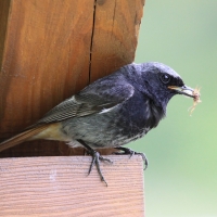 Kopciuszek - Phoenicurus ochruros - Black Redstart