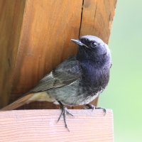 Kopciuszek - Phoenicurus ochruros - Black Redstart