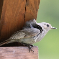 Kopciuszek - Phoenicurus ochruros - Black Redstart