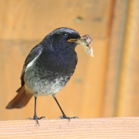 Kopciuszek - Phoenicurus ochruros - Black Redstart