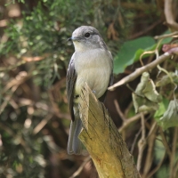 Mucharka białooka - Melaenornis fischeri - White-eyed Slaty Flycatcher