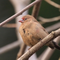 Amarantka zmienna - Lagonosticta rubricata - African Firefinch