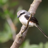 Dzierzba białoskrzydła - Lanius mackinnoni - Mackinnon's Shrike