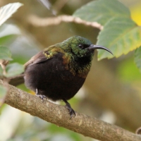 Nektarnik brązowy - Nectarinia kilimensis - Bronzy Sunbird