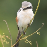 Dzierzba białoskrzydła - Lanius mackinnoni - Mackinnon's Shrike