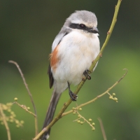 Dzierzba białoskrzydła - Lanius mackinnoni - Mackinnon's Shrike