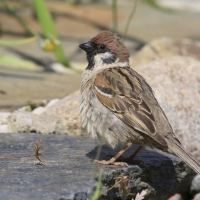 Mazurek - Passer montanus - Eurasian Tree Sparrowh