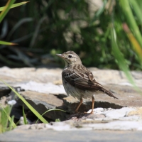 Świergotek drzewny - Anthus trivialis - Tree Pipit