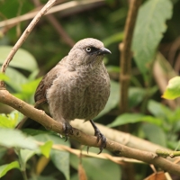Tymal maskowy - Turdoides sharpei - Black-lored Babbler