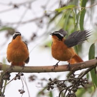 Złotokos białobrewy - Cossypha heuglini - White-browed Robin-Chat