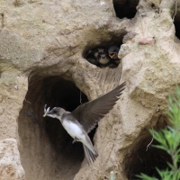 Brzegówka - Riparia riparia - Sand Martin