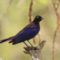 Błyszczak purpurowosterny - Lamprotornis purpuroptera - Rüppell's Glossy Starling