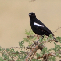 Smolarek epoletowy - Myrmecocichla nigra - Sooty Chat