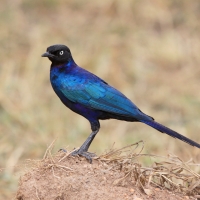 Błyszczak purpurowosterny - Lamprotornis purpuroptera - Rüppell's Glossy Starling