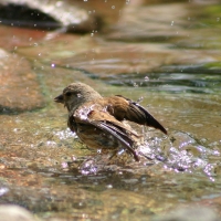 Makolągwa - Carduelis cannabina - Common Linnet