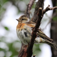 Jer - Fringilla montifringilla - Brambling