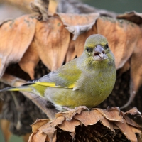 Dzwoniec - Chloris chloris - Greenfinch