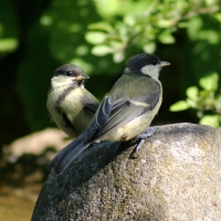 Bogatka - Parus major - Great Tit