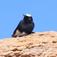 Białorzytka saharyjska - Oenanthe leucopyga - White-crowned Wheatear