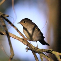 Świstunka - Rhadina sibilatrix - Wood Warbler
