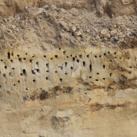 Brzegówka - Riparia riparia - Sand Martin