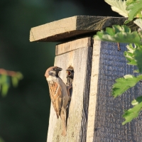 Mazurek - Passer montanus - Eurasian Tree Sparrowh