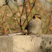 Dzierzba kreskowana - Lanius corvinus - Yellow-billed Shrike