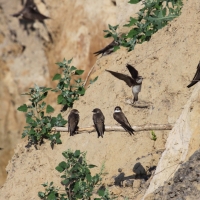 Brzegówka - Riparia riparia - Sand Martin