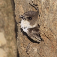 Brzegówka - Riparia riparia - Sand Martin