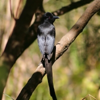 Kruczek - Ptilostomus afer - Piapiac